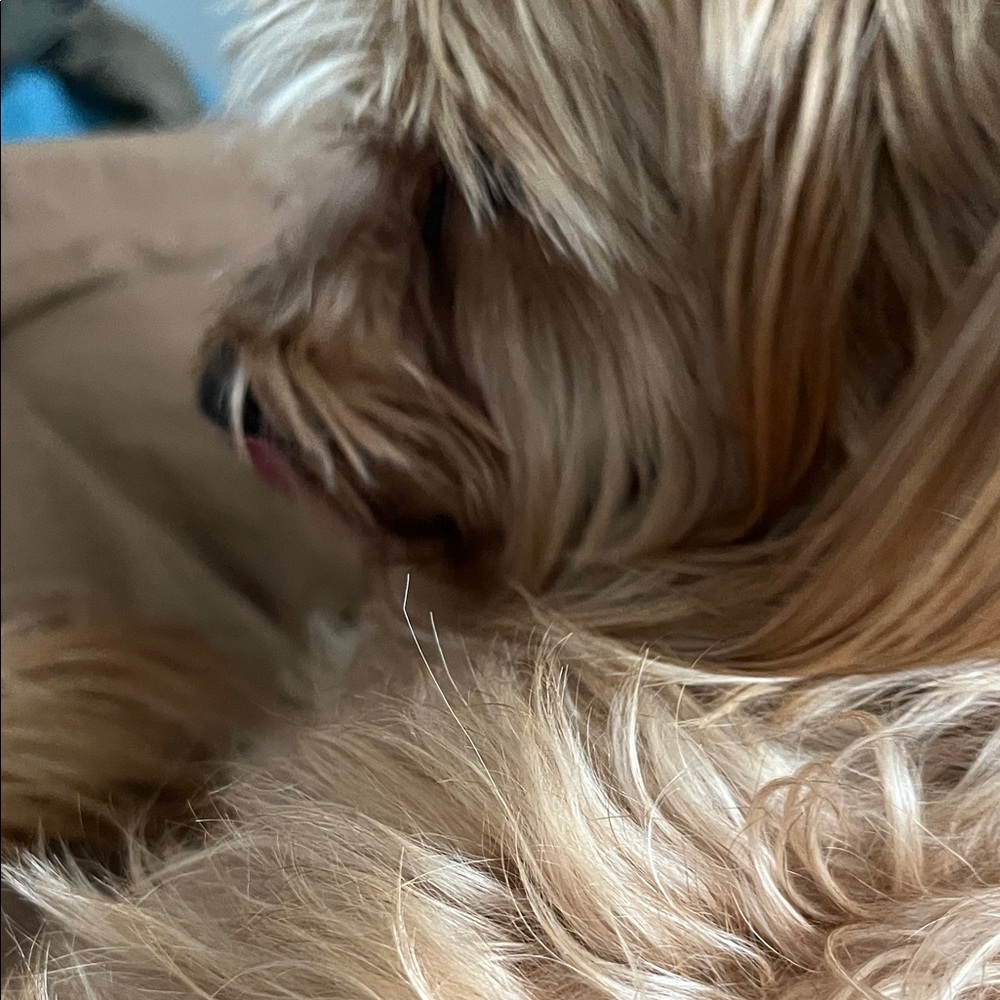 Plush Dog Blanket - Tan Cozy Pet Throw